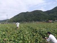 白大豆の栽培風景.jpg
